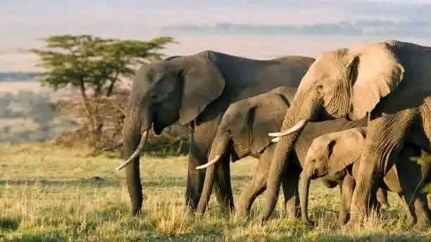 Safari_tsavo_East_e_ovest_amboseli_masai_Mara_085