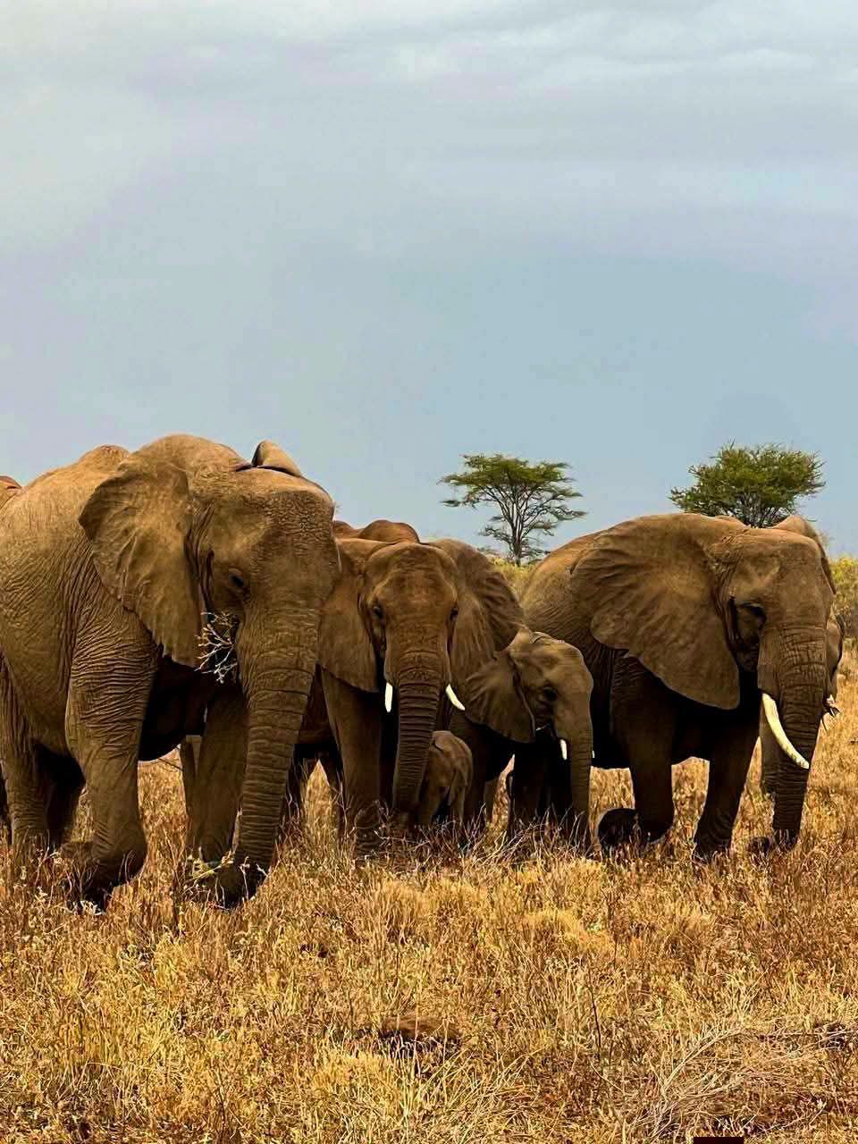 Safari_tsavo_East_e_ovest_amboseli_masai_Mara_087
