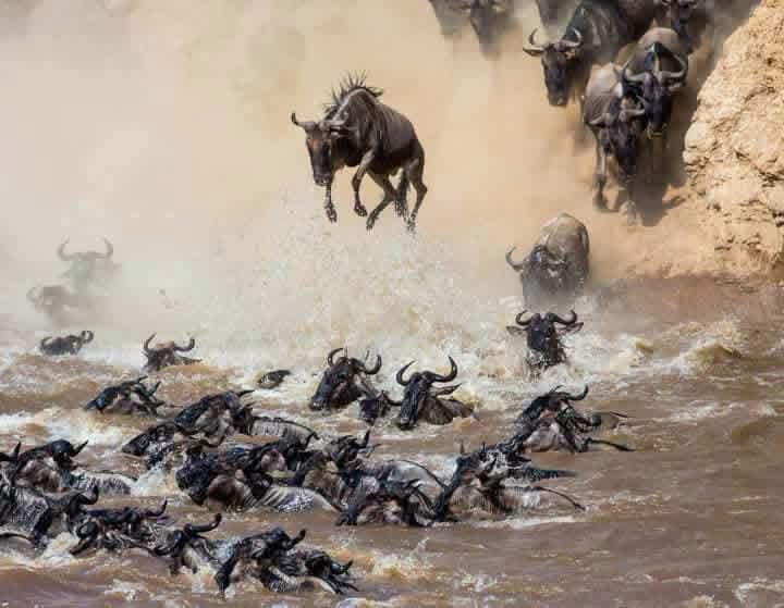 Safari_tsavo_East_e_ovest_amboseli_masai_Mara_088