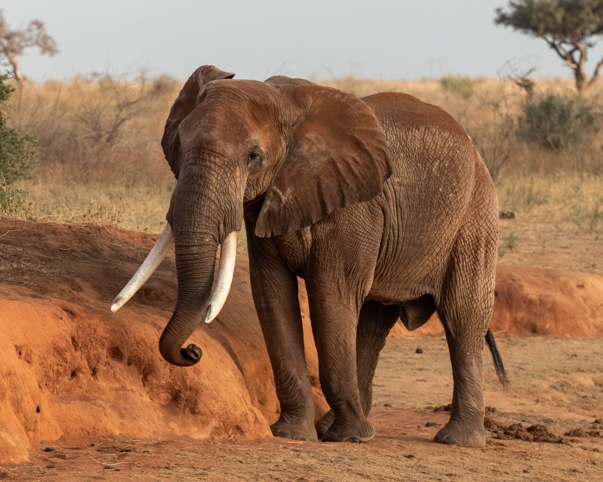 Safari_tsavo_East_e_ovest_amboseli_masai_Mara_089