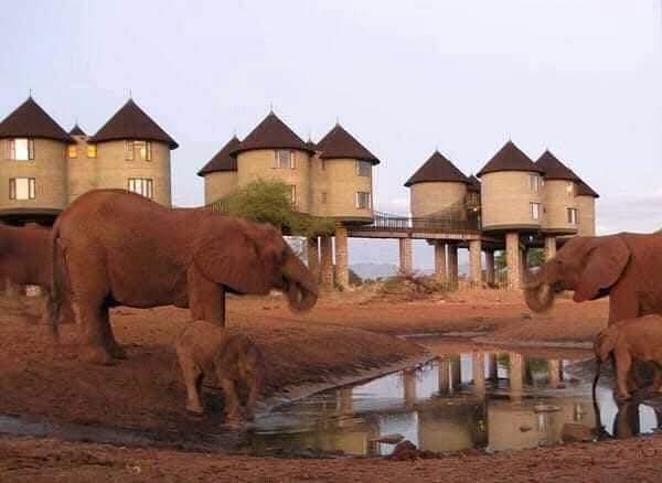 Safari_tsavo_East_e_ovest_amboseli_masai_Mara_090