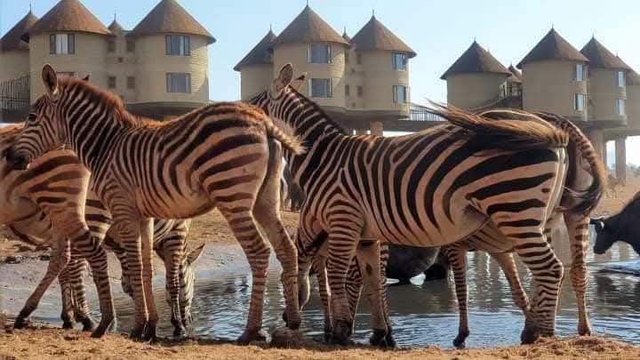 Safari_tsavo_East_e_ovest_amboseli_masai_Mara_091
