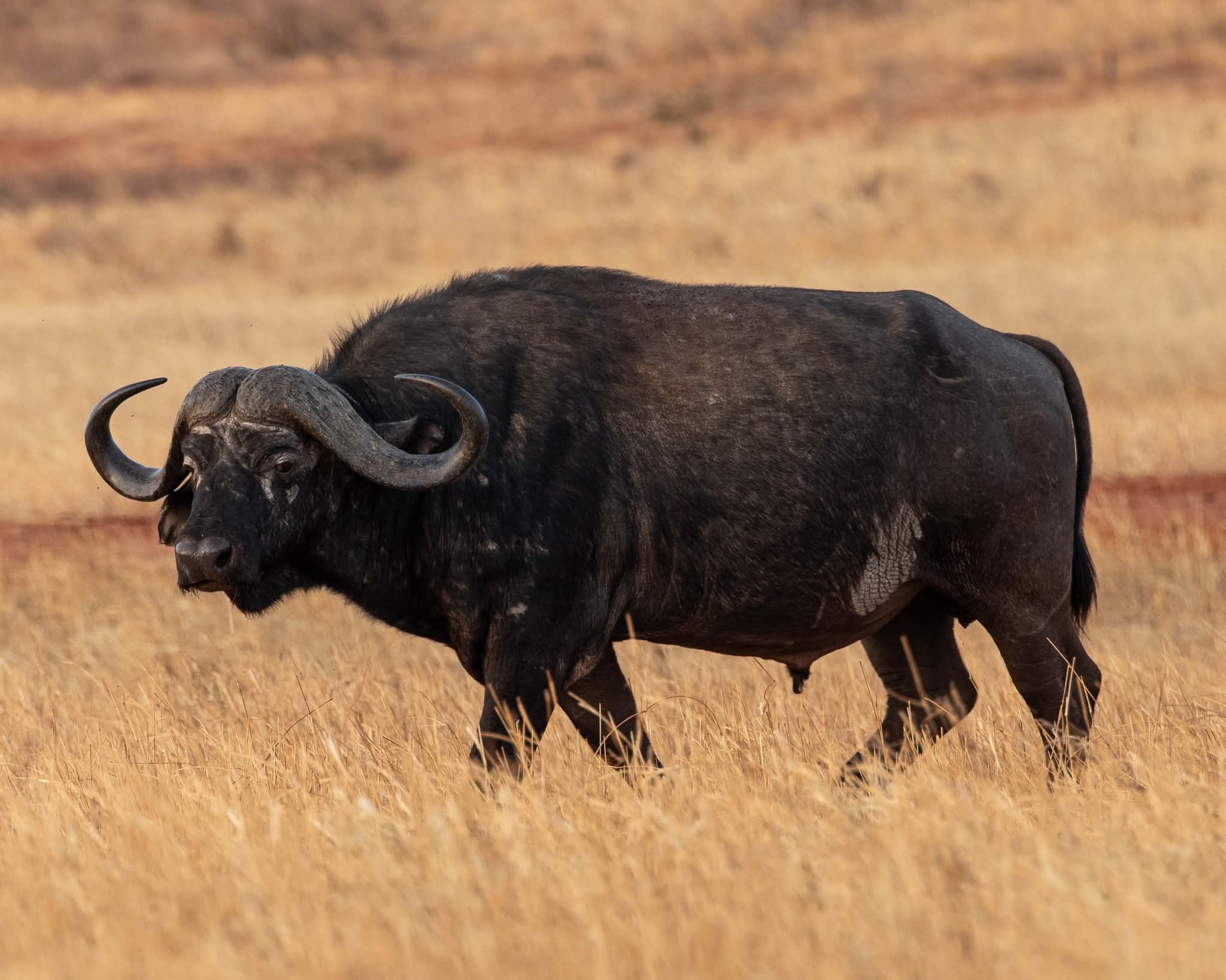 Safari_tsavo_East_e_ovest_amboseli_masai_Mara_092