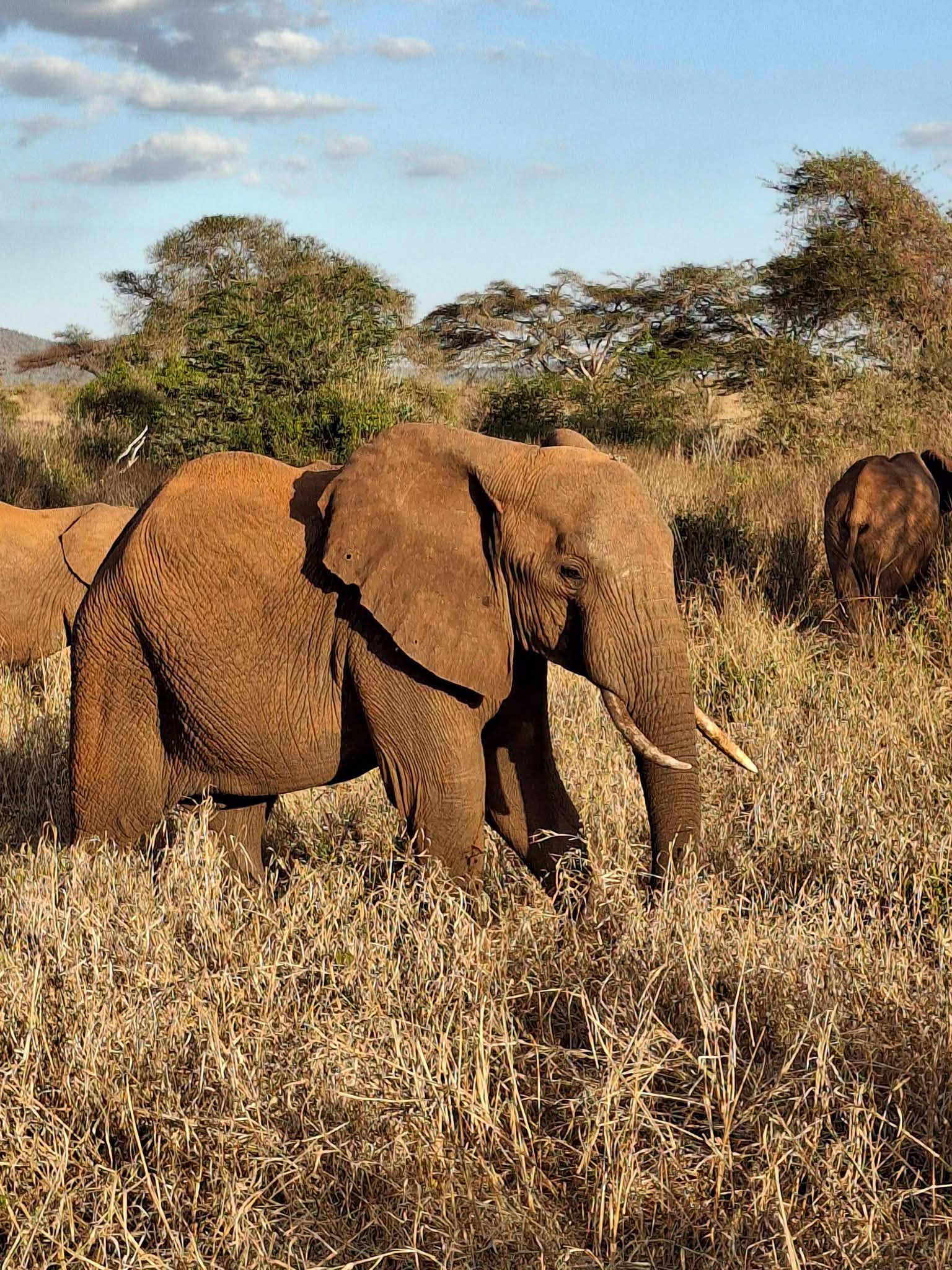 Safari_tsavo_East_e_ovest_amboseli_masai_Mara_093