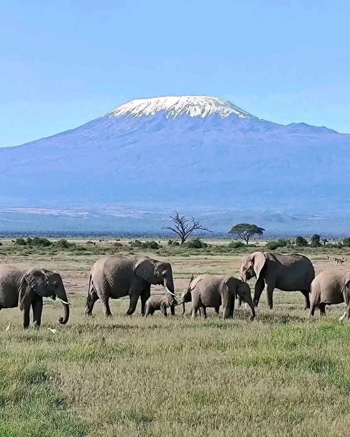 Safari_tsavo_East_e_ovest_amboseli_masai_Mara_095