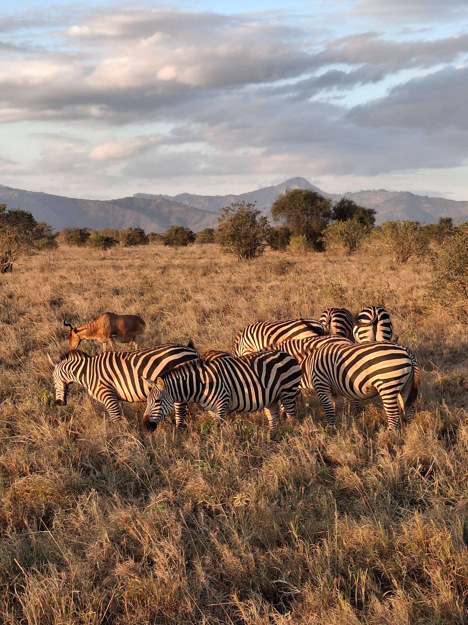 Safari_tsavo_East_e_ovest_amboseli_masai_Mara_096