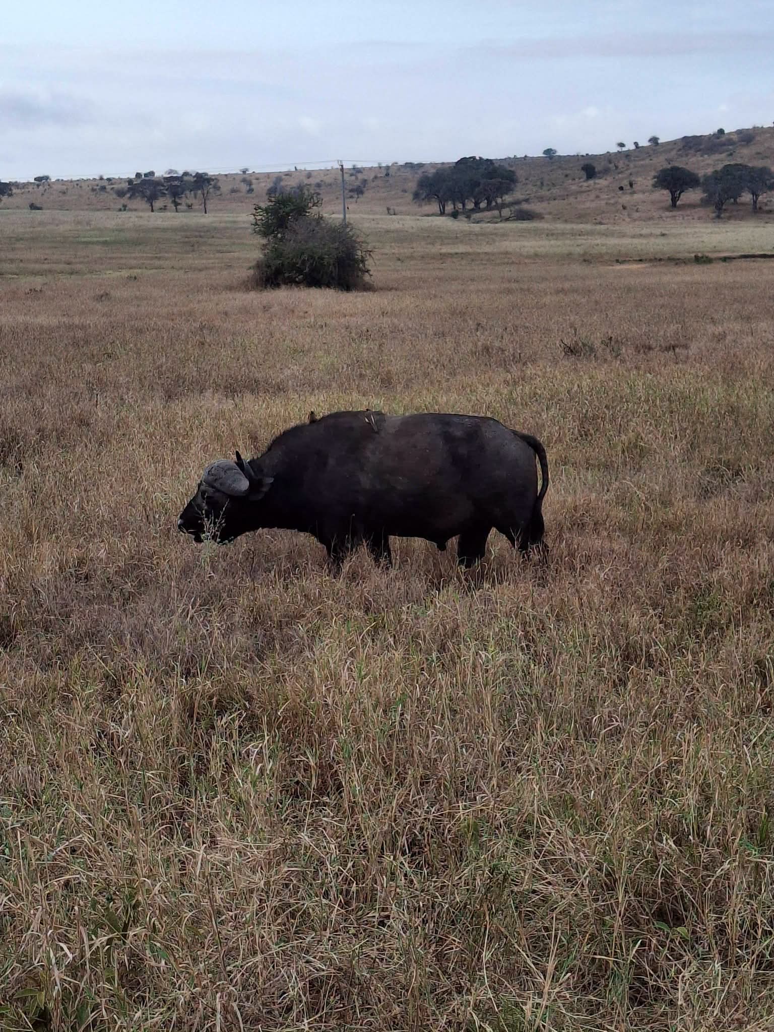 Safari_tsavo_East_e_ovest_amboseli_masai_Mara_097