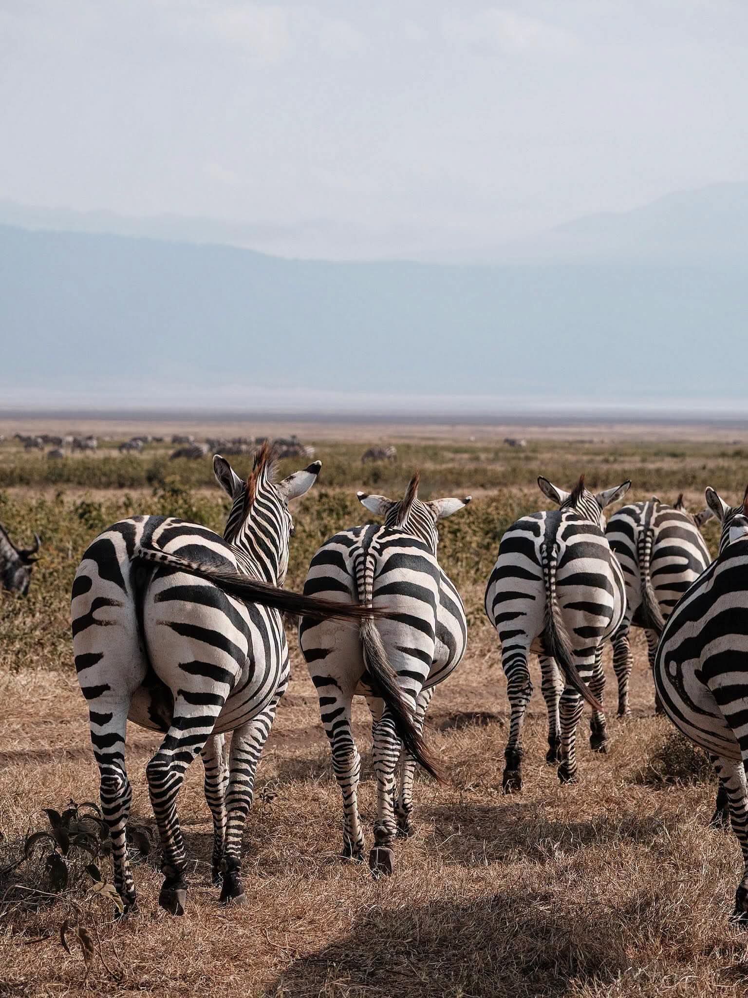 Safari_tsavo_East_e_ovest_amboseli_masai_Mara_105