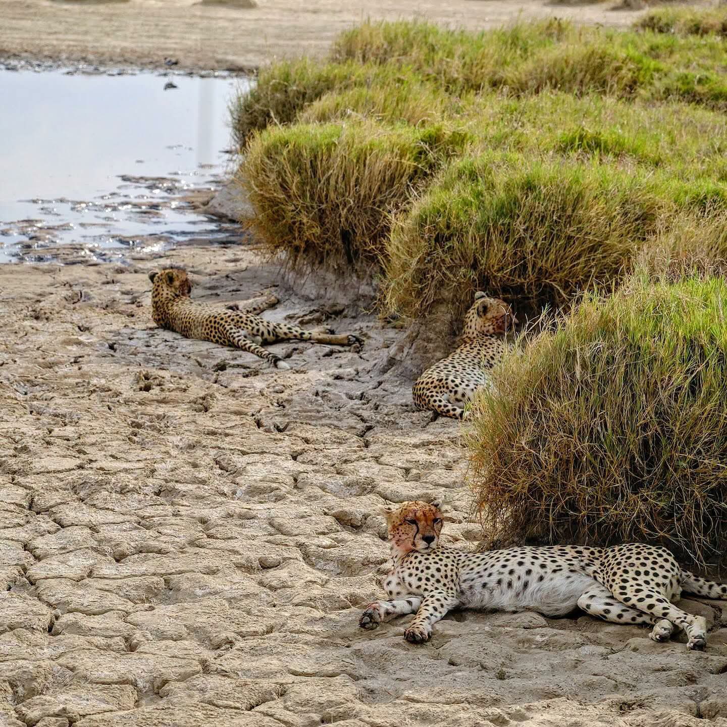 Safari_tsavo_East_e_ovest_amboseli_masai_Mara_108