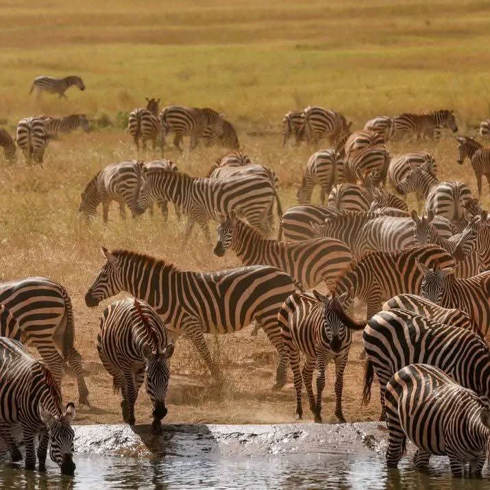 Safari_tsavo_East_e_ovest_amboseli_masai_Mara_110