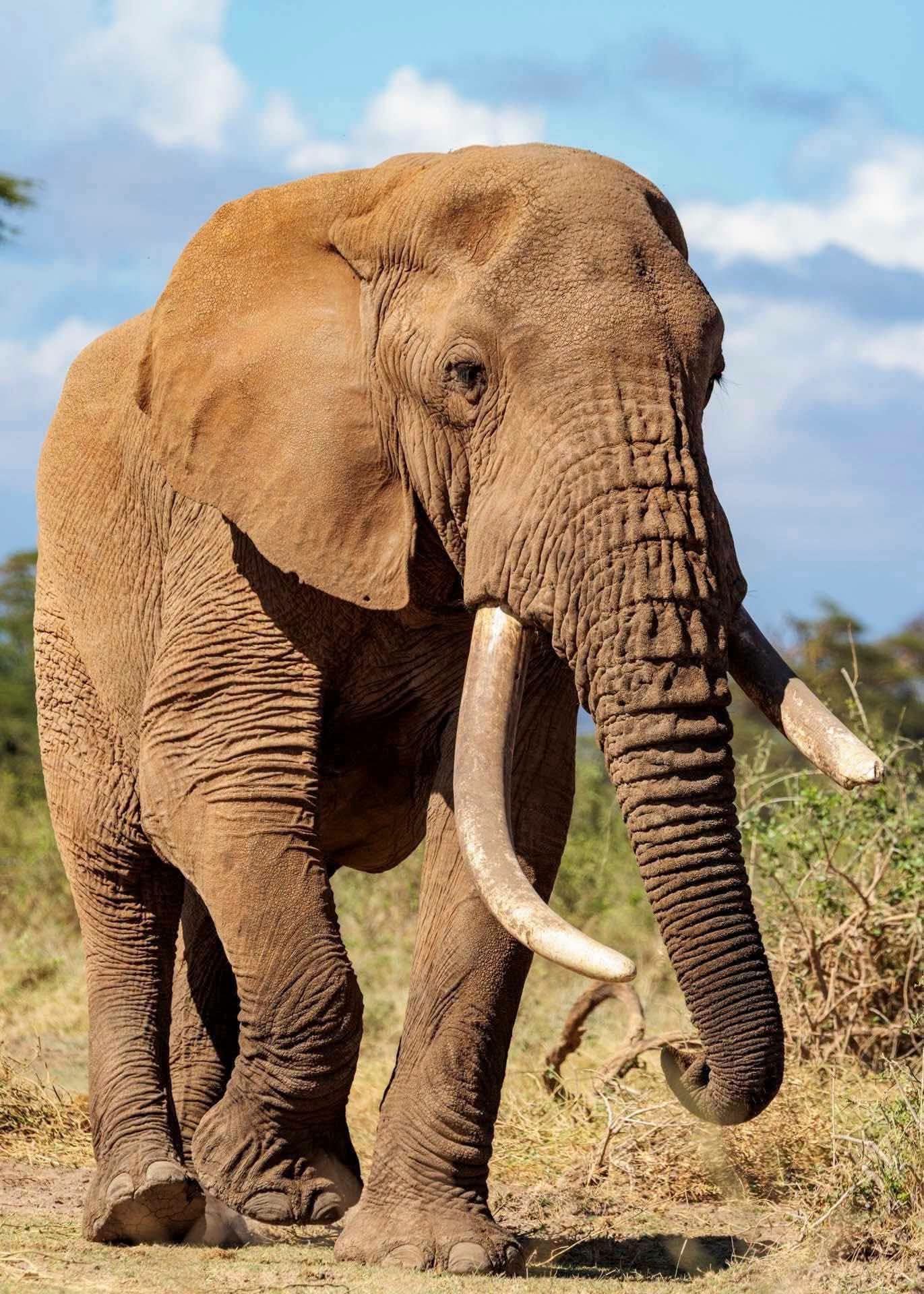 Safari_tsavo_East_e_ovest_amboseli_masai_Mara_111