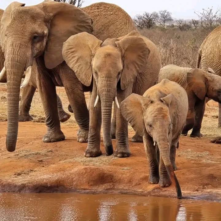 Safari_tsavo_East_e_ovest_amboseli_masai_Mara_112