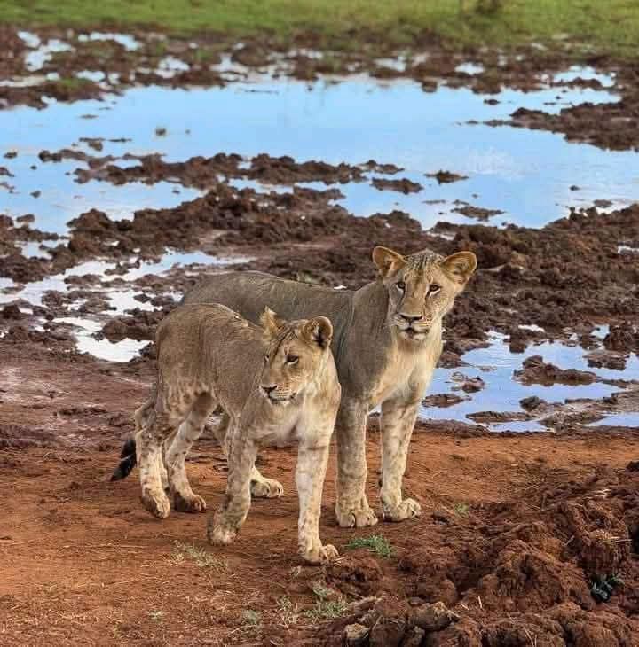 Safari_tsavo_East_e_ovest_amboseli_masai_Mara_113
