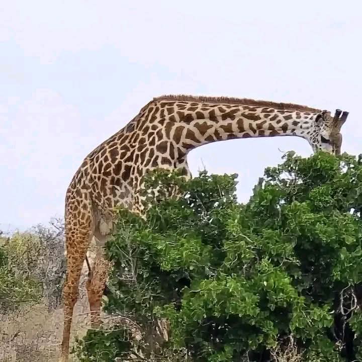 Safari_tsavo_East_e_ovest_amboseli_masai_Mara_114