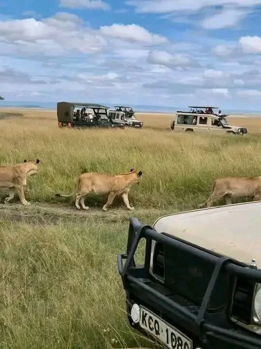 Safari_tsavo_East_e_ovest_amboseli_masai_Mara_115