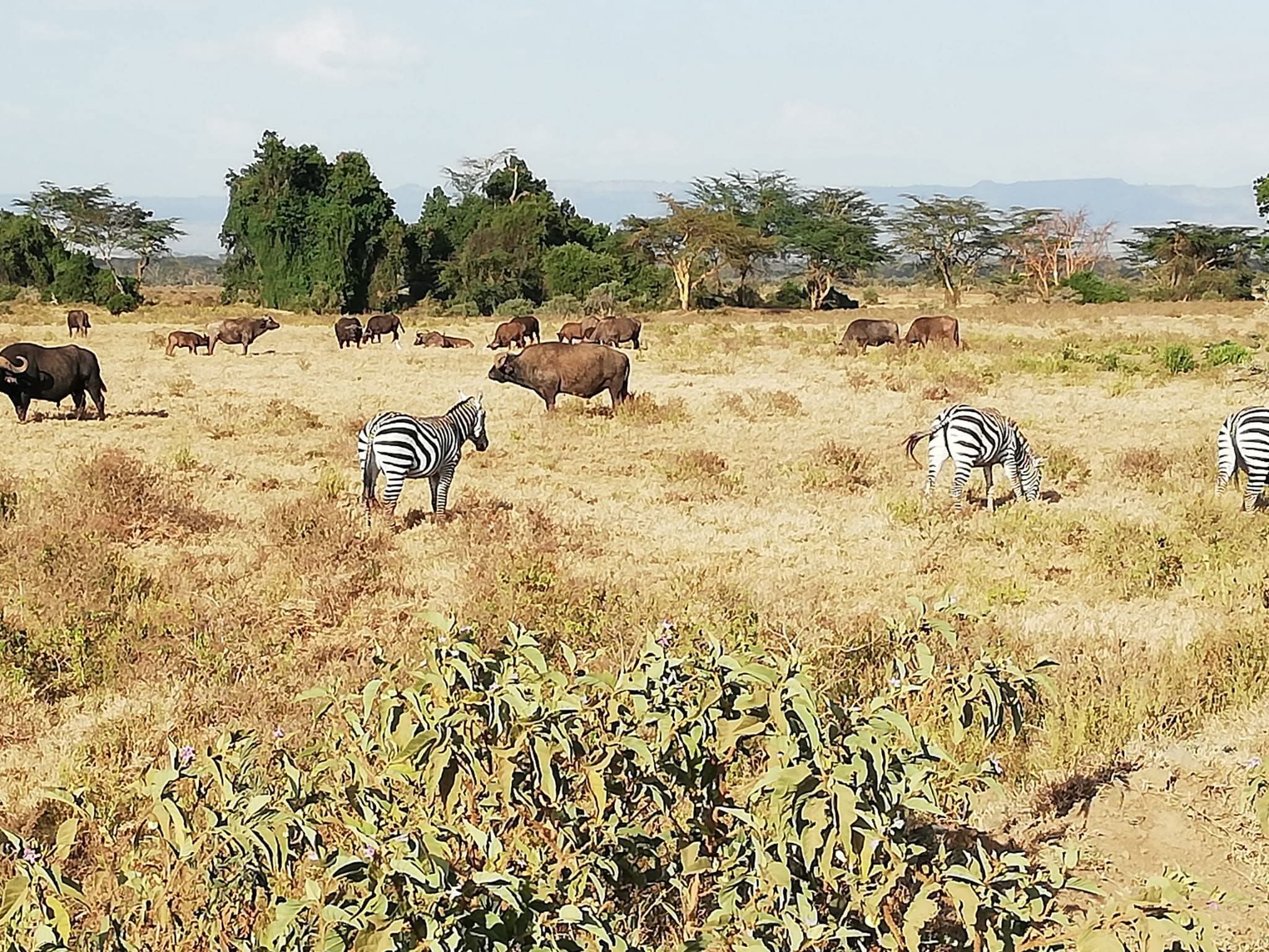 Safari_tsavo_East_e_ovest_amboseli_masai_Mara_117