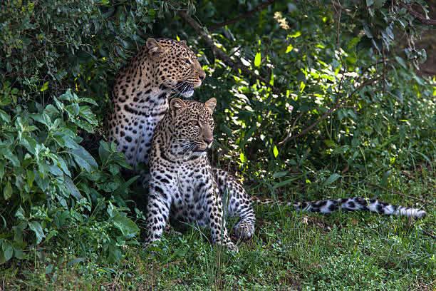 Safari_tsavo_East_e_ovest_amboseli_masai_Mara_118