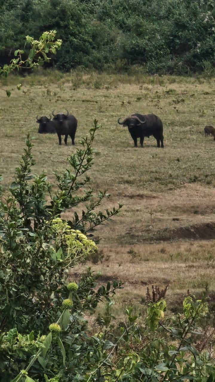 Safari_tsavo_East_e_ovest_amboseli_masai_Mara_119