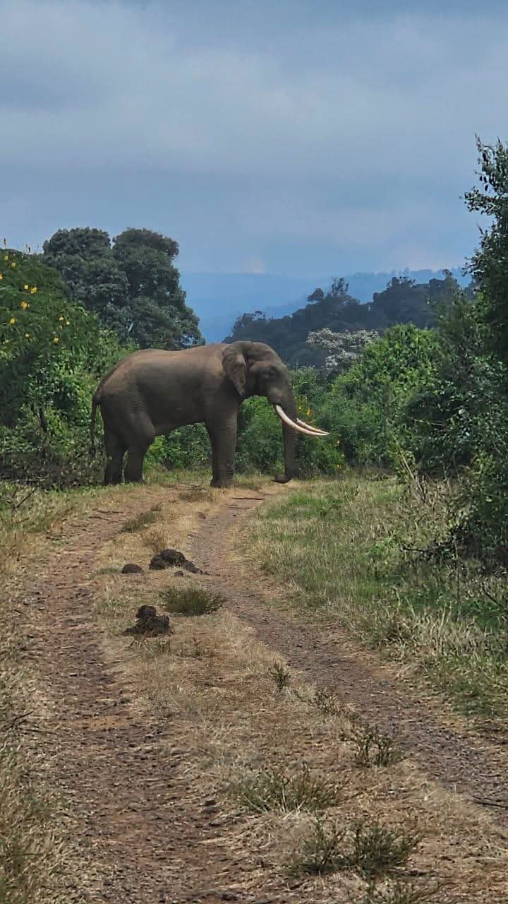 Safari_tsavo_East_e_ovest_amboseli_masai_Mara_120