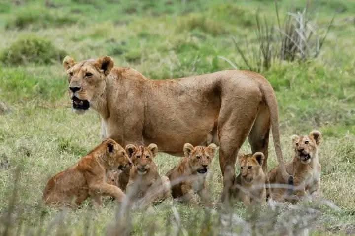 Safari_tsavo_East_e_ovest_amboseli_masai_Mara_122