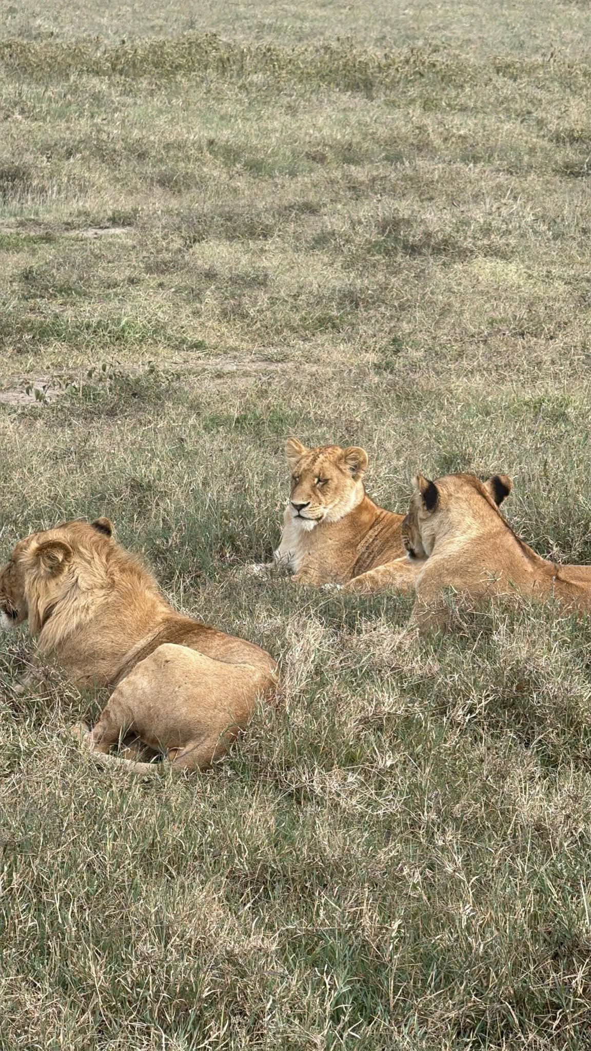 Safari_tsavo_East_e_ovest_amboseli_masai_Mara_124