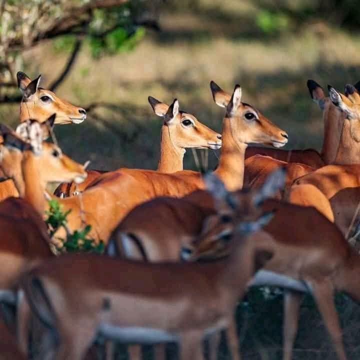 Safari_tsavo_East_e_ovest_amboseli_masai_Mara_125