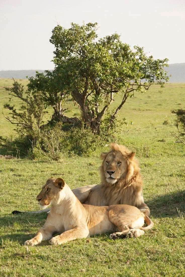 Safari_tsavo_East_e_ovest_amboseli_masai_Mara_126
