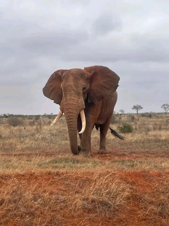 Safari_tsavo_East_e_ovest_amboseli_masai_Mara_127