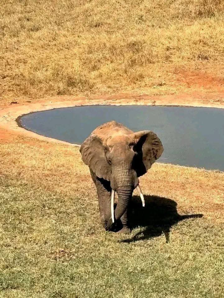 Safari_tsavo_East_e_ovest_amboseli_masai_Mara_128