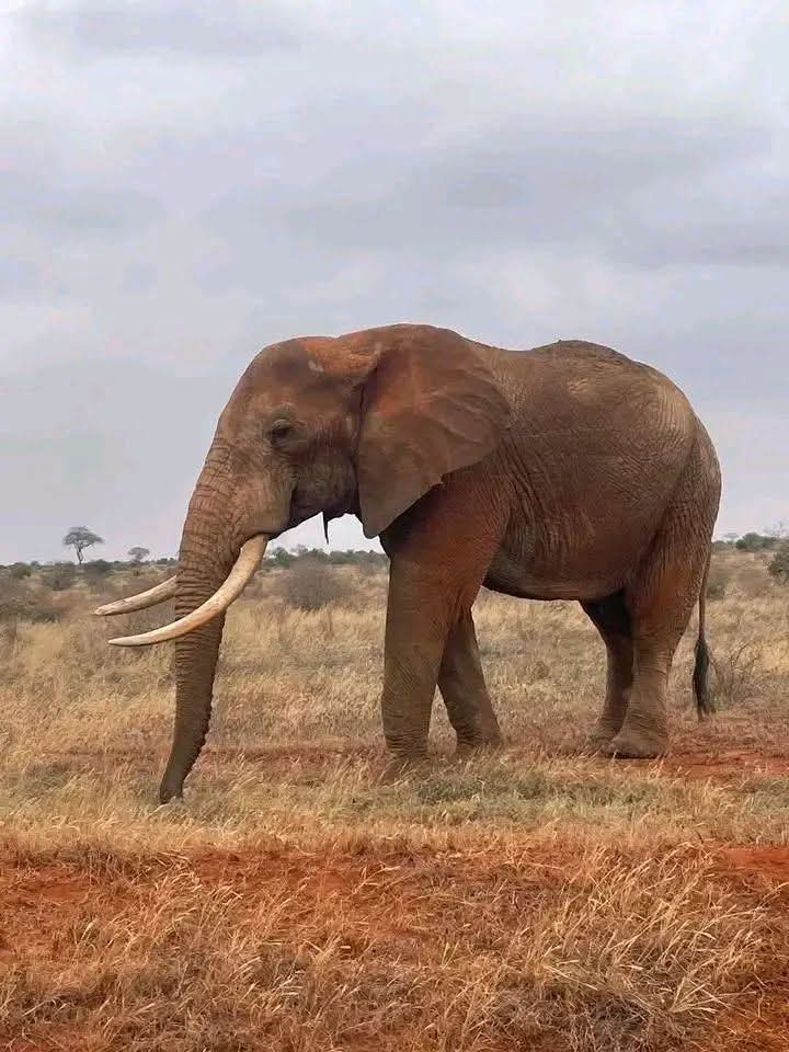 Safari_tsavo_East_e_ovest_amboseli_masai_Mara_129