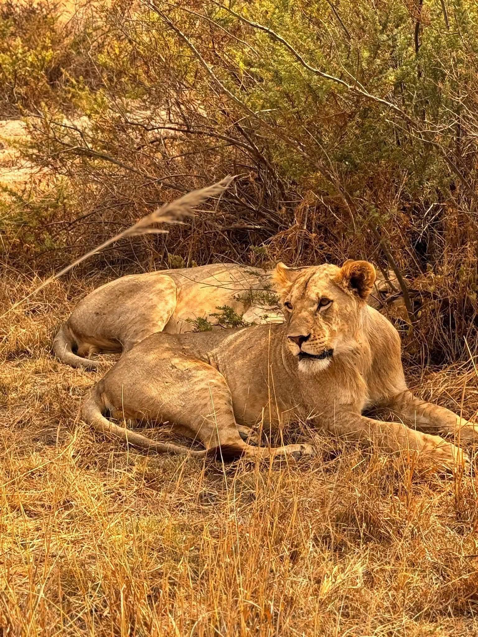 Safari_tsavo_East_e_ovest_amboseli_masai_Mara_130